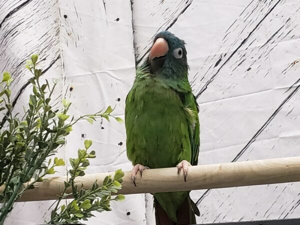 [#24986] Female Blue Crowned Conure Birds For Sale