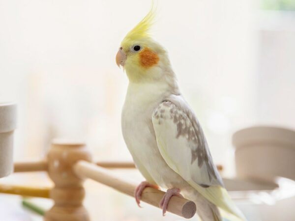 [#13] Cockatiel Birds For Sale