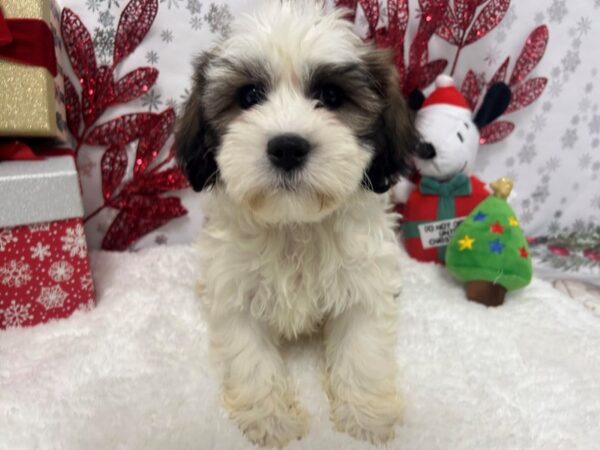Bichon Frise Shih Tzu For Sale Petland Las Vegas Nevada