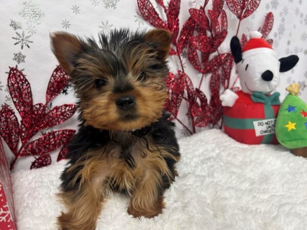 Yorkshire Terrier Puppies Petland Las Vegas Nevada