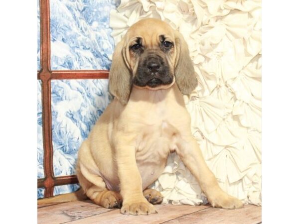 Petland puppies for sale near me sale