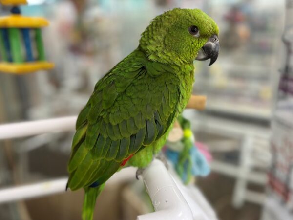 [#26925] Male Yellow Naped Amazon Birds For Sale