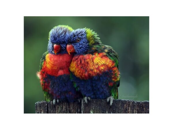 [#26] lories Birds For Sale