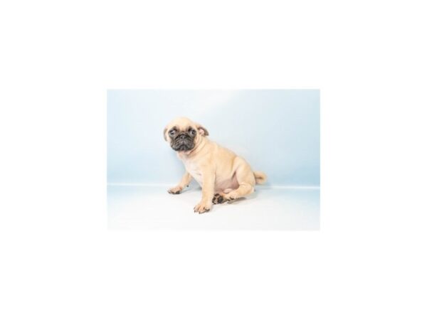 [#28239] Fawn Male Pug Puppies For Sale