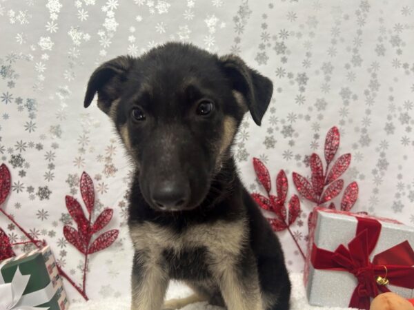 [#28316] Black and Tan Male German Shepherd Dog Puppies For Sale