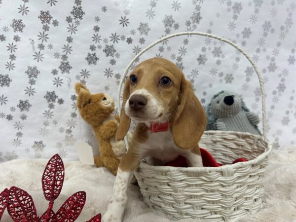 [#28459] Red and White Female Beagle Puppies For Sale
