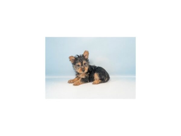 [#28466] Silver Black and Tan Female Silky Terrier Puppies For Sale