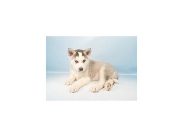 [#28469] Grey and White Male Siberian Husky Puppies For Sale