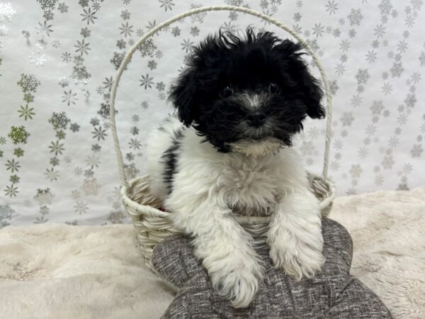 [#28493] Red Sable Male Havanese Puppies For Sale