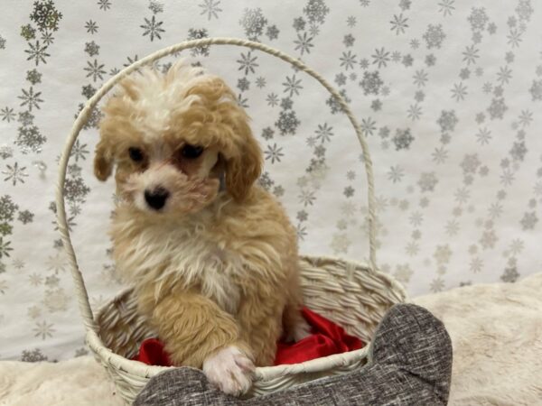 [#28470] Apricot Male Poodle Puppies For Sale