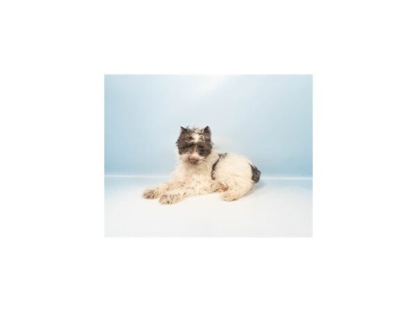 [#28538] Liver and White Female Miniature Schnauzer Puppies For Sale