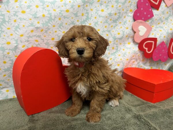 [#28546] Red Female F1B Mini Goldendoodle Puppies For Sale