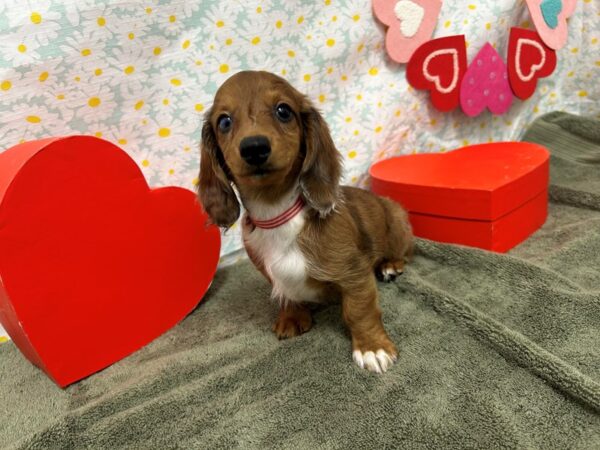 [#28543] Red Female Dachshund Puppies For Sale