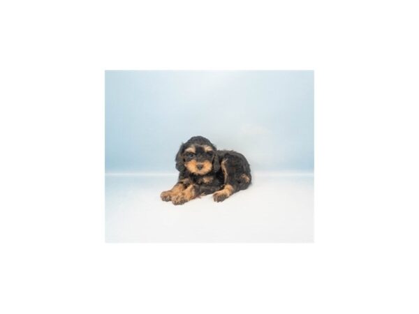[#28565] Black and Tan Female Cavalier King Charles Spaniel/Poodle Puppies For Sale