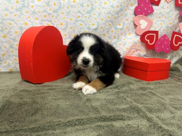 [#28587] Tri-Color Male Miniature Australian Shepherd Puppies For Sale