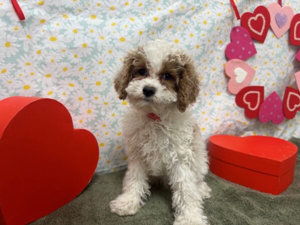[#28569] Red Female F1B Cockapoo Puppies For Sale