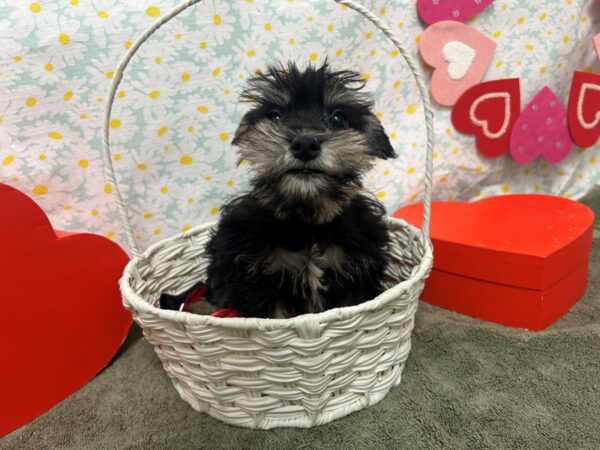 [#28567] Black and Silver Female Miniature Schnauzer Puppies For Sale