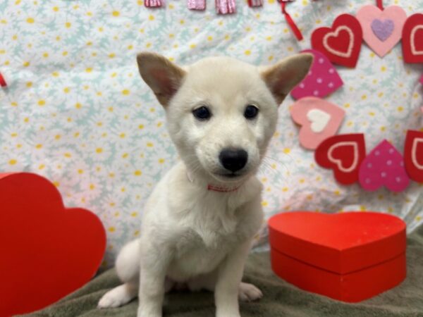[#28568] Cream Female Shiba Inu Puppies For Sale