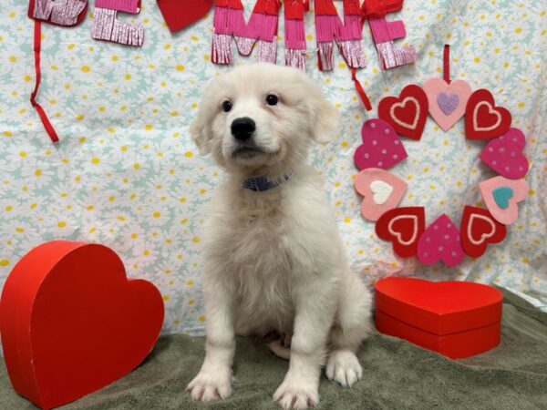 [#28527] White Male Great Pyrenees Puppies For Sale