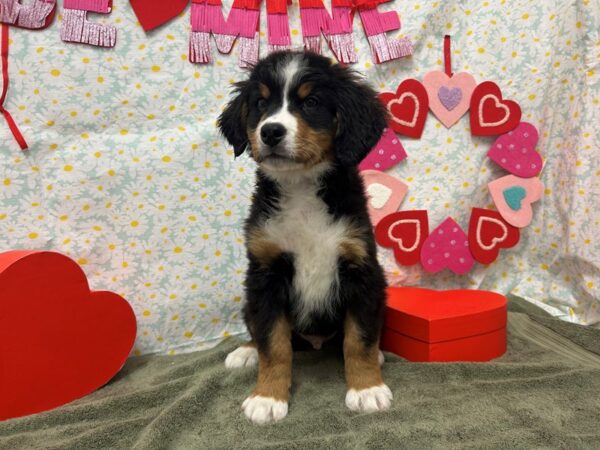 [#28536] Black Rust and White Male Bernese Mountain Dog Puppies For Sale