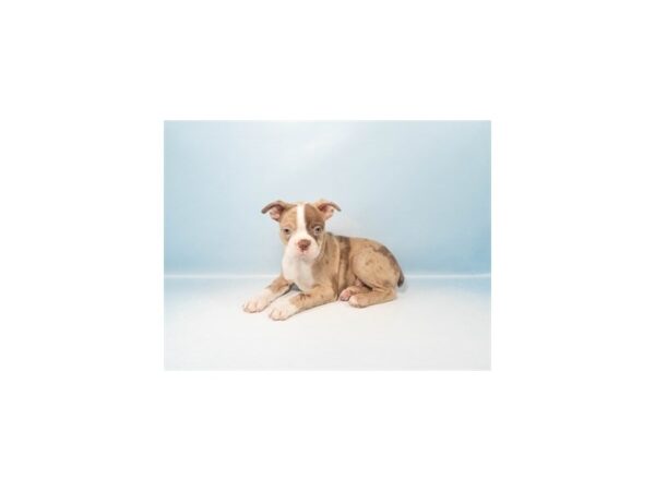[#28598] Red Merle Male Boston Terrier Puppies For Sale