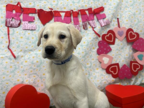 [#28518] Yellow Male Labrador Retriever Puppies For Sale