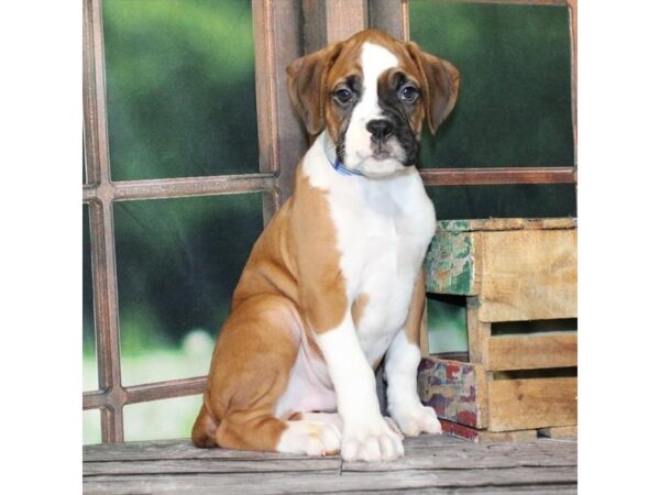 [#28610] Fawn Male Boxer Puppies For Sale