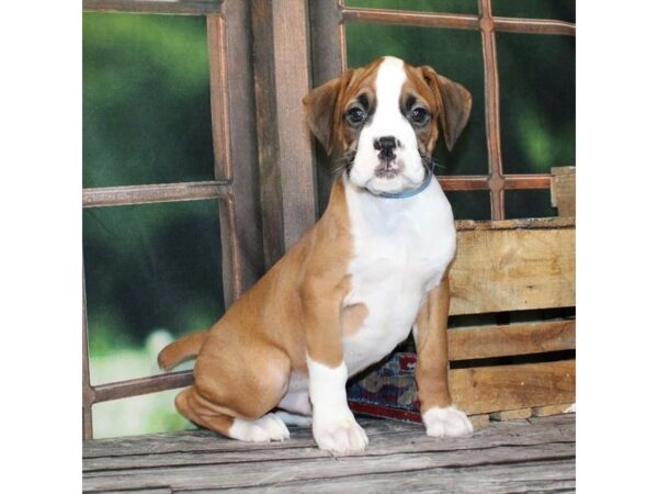 [#28611] Fawn Male Boxer Puppies For Sale
