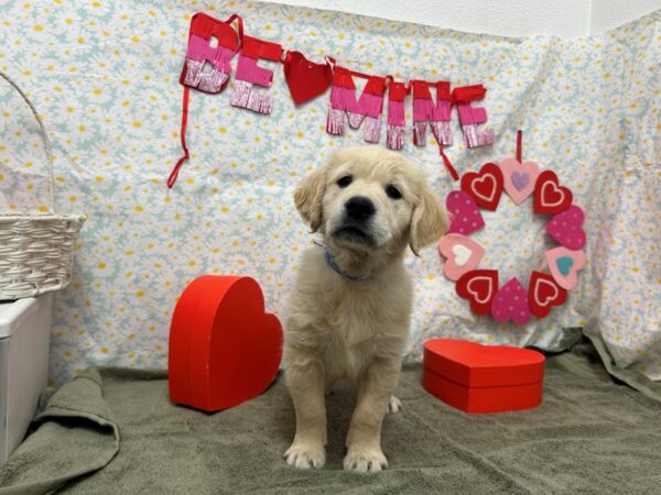 [#28618] Golden Male Golden Retriever Puppies For Sale