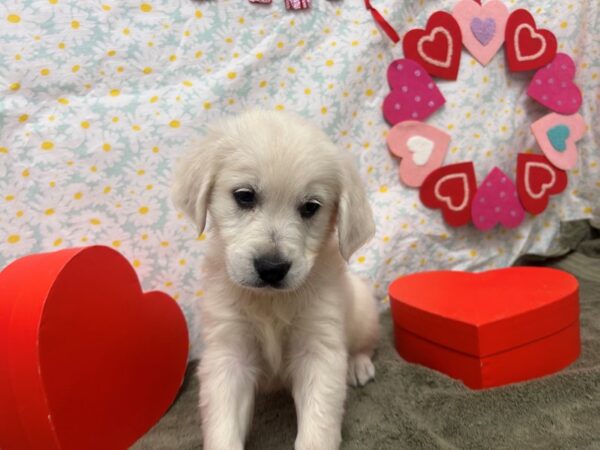 [#28619] Golden Female Golden Retriever Puppies For Sale