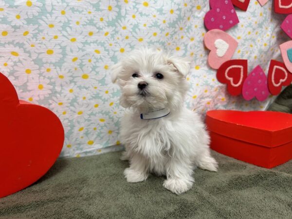 [#28595] White Male Maltese Puppies For Sale