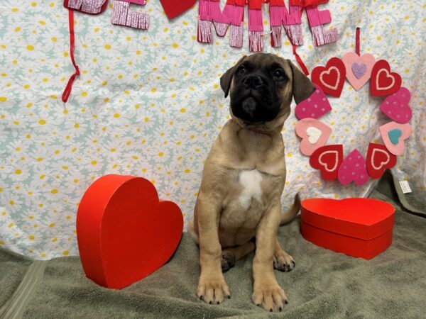 [#28580] Fawn Female Bullmastiff Puppies For Sale
