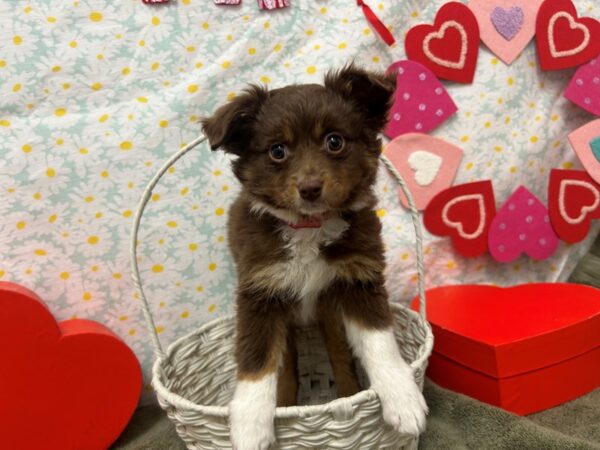 [#28605] Chocolate / White Female Australian Shepherd Puppies For Sale