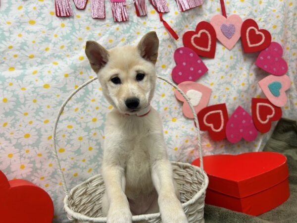 [#28594] Cream Female Shiba Inu Puppies For Sale