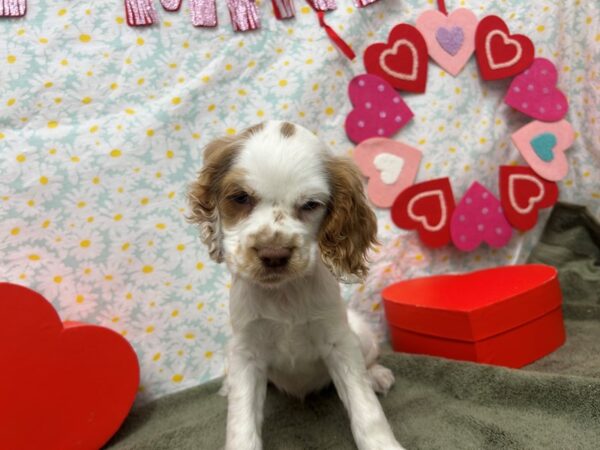 [#28599] Buff / White Female Cocker Spaniel Puppies For Sale