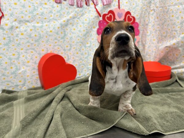 [#28503] Black White and Tan Female Basset Hound Puppies For Sale