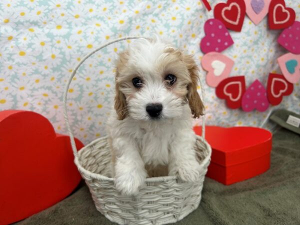 [#28622] White and Apricot Male Bichon Frise/Cavalier King Charles Spaniel Puppies For Sale