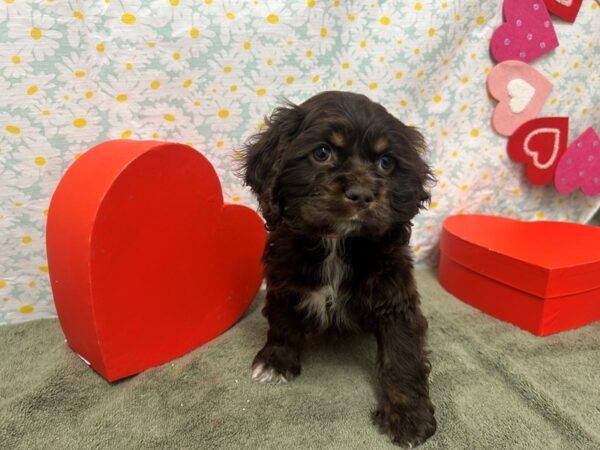 [#28635] Chocolate Female Cocker Spaniel Puppies For Sale