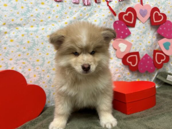 [#28634] Red Male F2 Pomsky Puppies For Sale