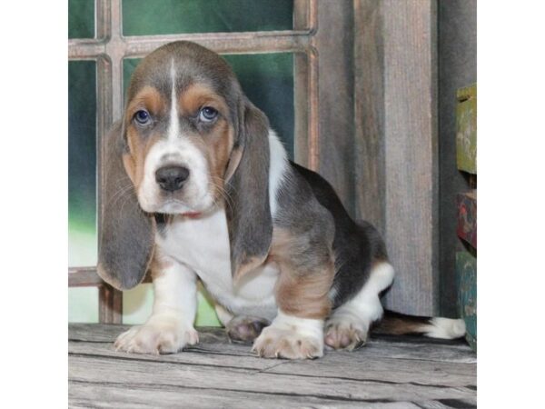 [#28662] Blue White / Tan Male Basset Hound Puppies For Sale