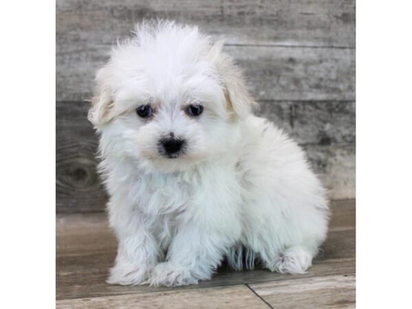 [#28652] White Female Maltese Puppies For Sale