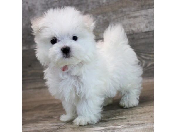 [#28654] White Male Maltese Puppies For Sale