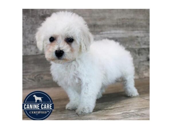[#28655] White Female Bichon Frise Puppies For Sale