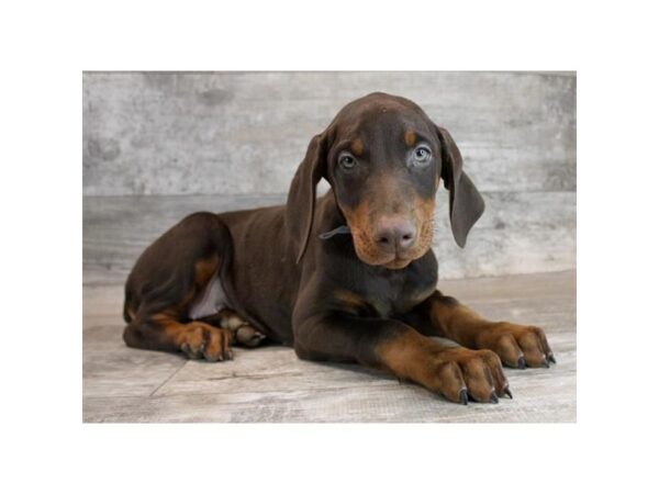[#28671] Red / Rust Female Doberman Pinscher Puppies For Sale