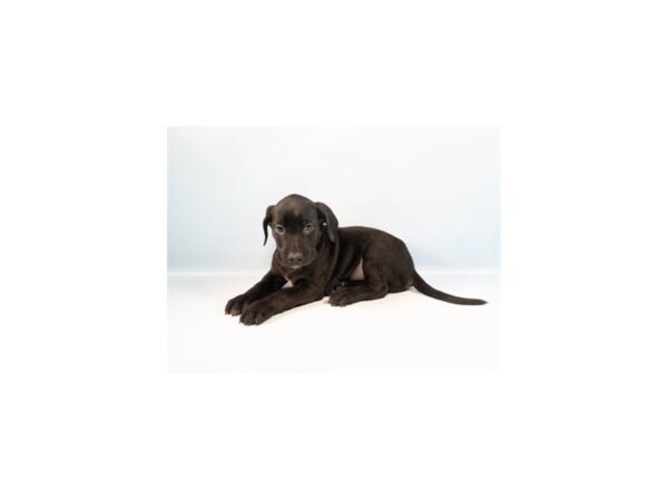 [#28678] Black Male Labrador Retriever Puppies For Sale