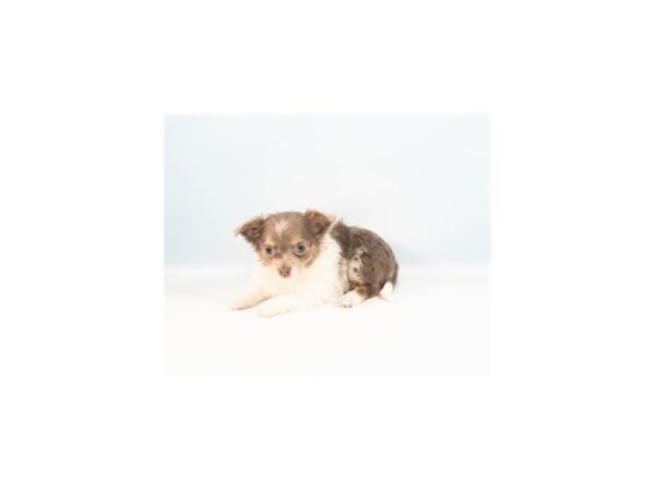 [#28680] Blue and Tan Male Chihuahua Puppies For Sale
