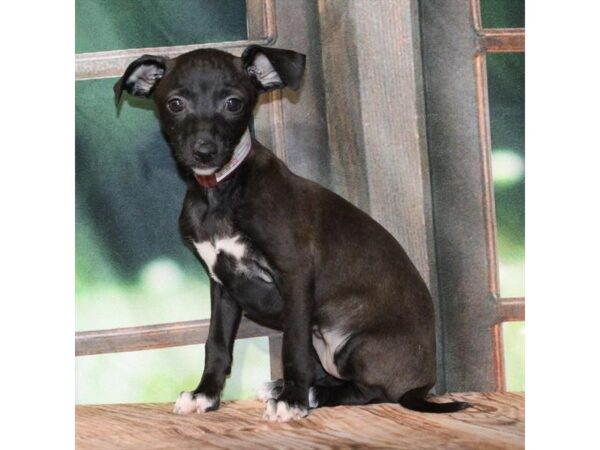 [#28682] Seal Female Italian Greyhound Puppies For Sale