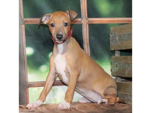 [#28683] Fawn Female Italian Greyhound Puppies For Sale