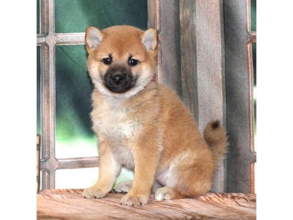 [#28684] Red Sesame Female Shiba Inu Puppies For Sale