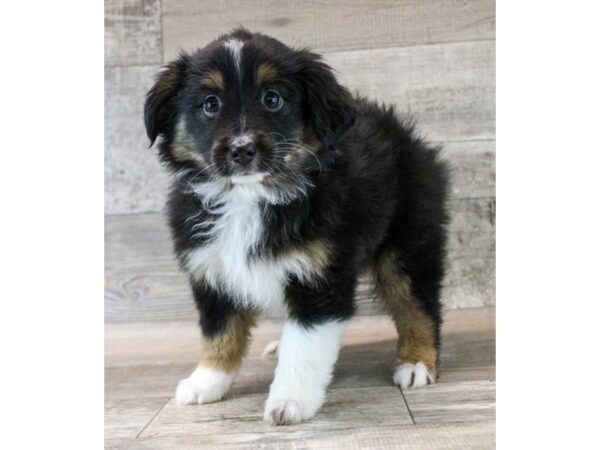 [#28690] Black Female Miniature American Shepherd Puppies For Sale